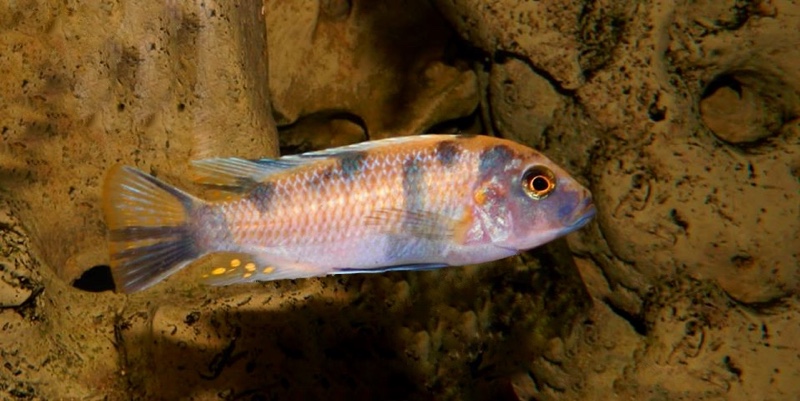 Maylandia zebra 'Mala Point'